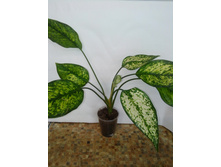 Aglaonema "First Diamond" ,300�.