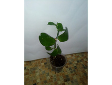 �������� Apple Leaf, 250�.