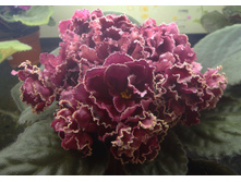 ��-���������� ����.jpg