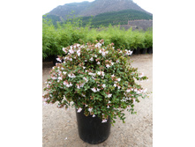 ������ ��������������� (�. � grandiflora)-