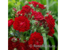 �������� �������(�No3)