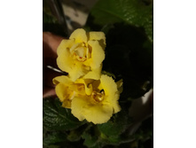 Ruth Farrow ����������