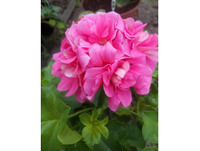 Sybil Holmes(������������)IMG 20190916 112557.jpg