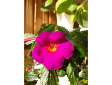 Pisces ����������