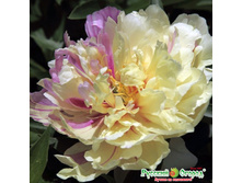 ����� ���� ���� ���-������.jpeg