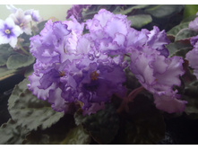 ��-����������� ��������1.jpg