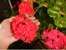 PAC Little Lady Cherry