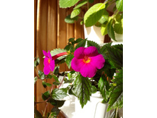 Pisces ����������