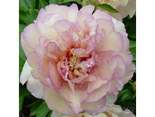 ��������������� ���� ���-������.jpg