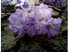 ��-����������� ��������.jpg