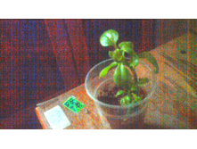 ������� Cordifolia(�������������)