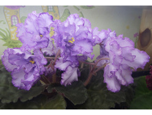 ��-����������� ��������3.jpg