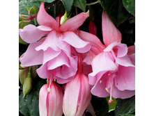 Pink galore - �� 70�.jpg