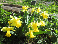 ������� ���� ������ (Dutch Master) 80 ���