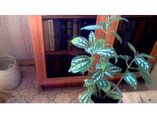 ��������� ��������