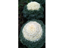 IMG 20191117 090328�.jpg