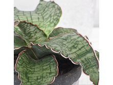 ���������� ������� ��� ( S. Kirkii Silver Blue) - 400 - 450 ���.