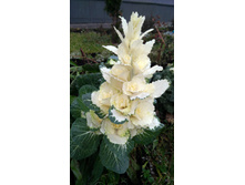 IMG 20191117 090313�.jpg