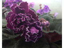 ��-������ �.jpg