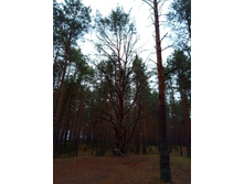 20191026 �������-��������� 140415.jpg