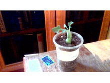 ���������� Articulatus