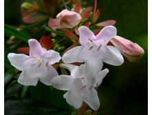 ������ ��������������� (�. � grandiflora)- 450- 500 ���.