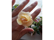 Ruth Farrow ����������