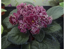 ��-���������� ����1.jpg