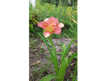 Siloam Double Classic � ���� 2017 ����