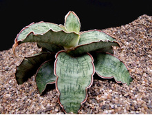 ���������� ������� ��� ( S. Kirkii Silver Blue) -