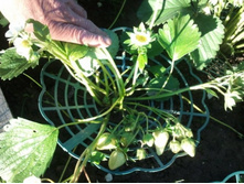 ����� ��� �������� PROTEX «��������».jpg