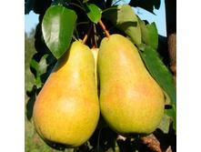 ����� ��������� ��������, 269��� (�������� 5��).jpeg