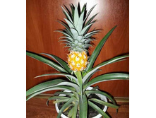 ������ ������� - 700 ���. ����� 6 ���� !!!!