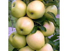 ������ ������� ����� ��������, 269,9��� (�������� 8��).jpeg