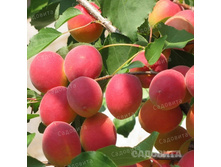 ������� ����������� ����� ��������, 259��� (�������� 5��).jpeg