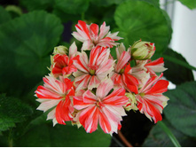 Mallorca (�������������)