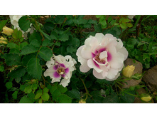 ��� �� �