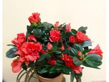 ������ ���� ���� - 400- 450 ���.