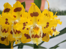 ������� ������������ ����� ����