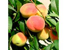 ������ ����������� �������� ��������, 269,9��� (�������� 20��)jpeg