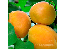 ������� ����������� ������� ��������, 259��� (�������� 5��).jpg