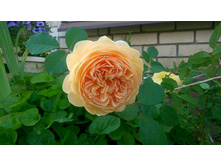 ���� �� �����