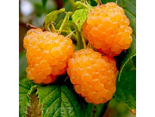 ������ ������ ������, 119��� (�������� 7��).jpeg