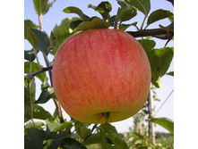 ������ �� �������� ������ ������� ���������, 249,9��� (�������� 1��).jpg