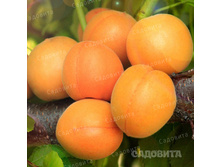 ������� ������� ��������, 259��� (�������� 5��).jpeg