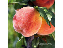 ������ �������� ��������, 269,9��� (�������� 5��).jpg