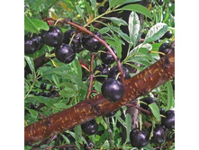 ����� ������ ������� ��������, 289��� (�������� 5��).jpeg