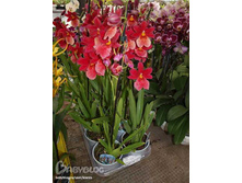 ������� �������