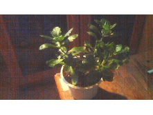 �������� ��������