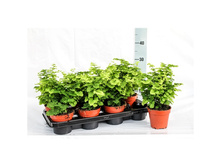 �������� ���� ��������� -